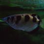 freshwater fish - toxotes jaculatrix - archer fish stocking in 180 gallons tank - Archer Fish