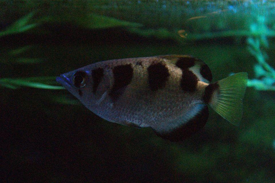 freshwater fish - toxotes jaculatrix - archer fish stocking in 180 gallons tank - Archer Fish