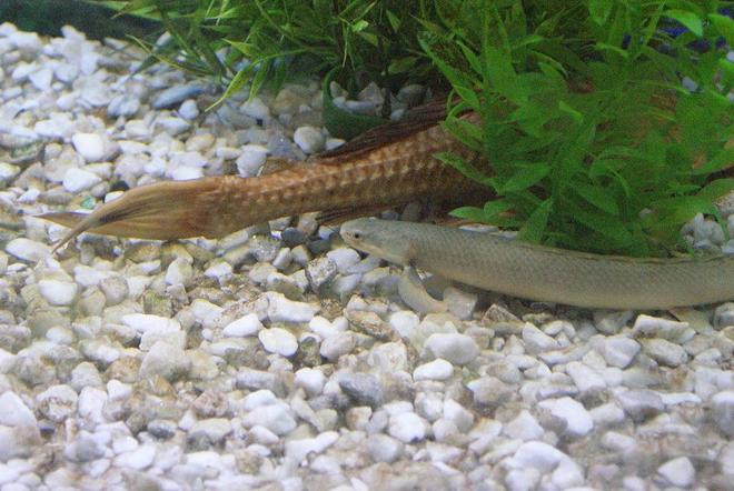 freshwater fish - polypterus senegalus - cuvier bichir stocking in 180 gallons tank - polypterus senegalus