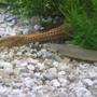 freshwater fish - polypterus senegalus - cuvier bichir stocking in 180 gallons tank - polypterus senegalus