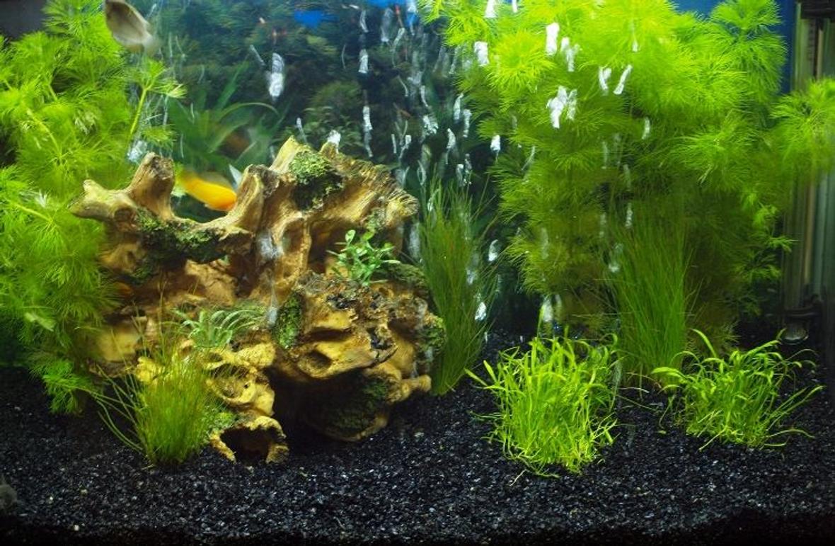 25 gallons planted tank (mostly live plants and fish) - Newly planted. Hoping the plants do ok, they seem to be doing well..
