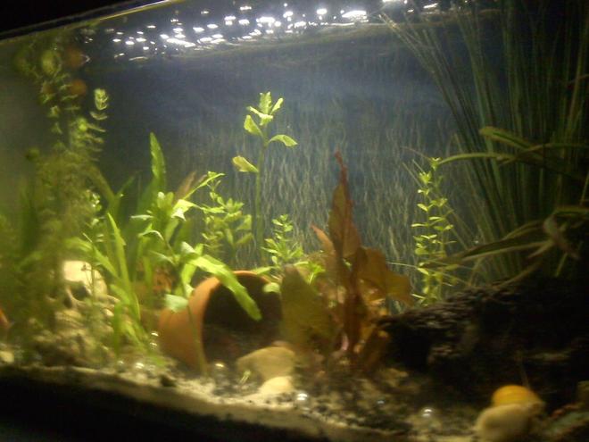 75 gallons planted tank (mostly live plants and fish) - 35 Planted Long