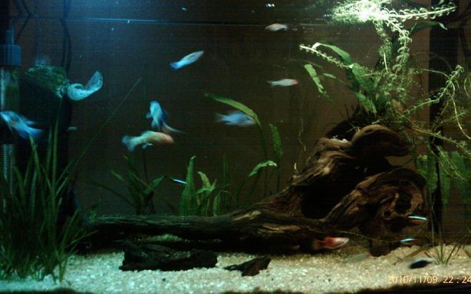 14 gallons planted tank (mostly live plants and fish) - About 8 months in now. Finally found a nice piece of drift wood.