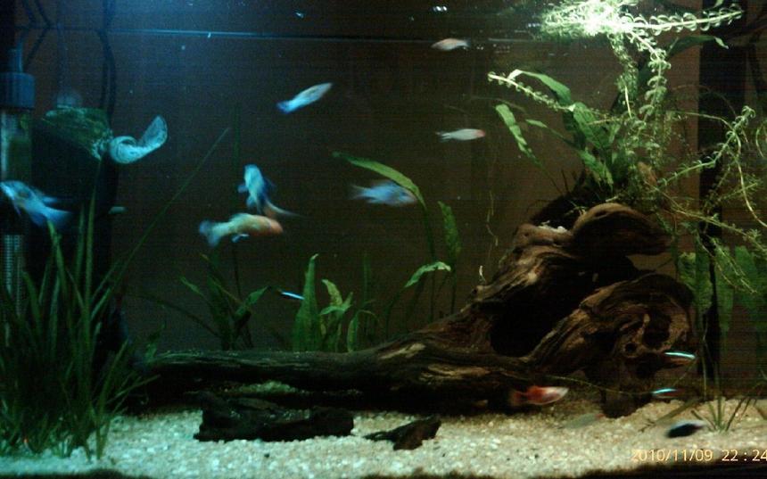 Rated #195: 14 Gallons Planted Tank - About 8 months in now. Finally found a nice piece of drift wood.