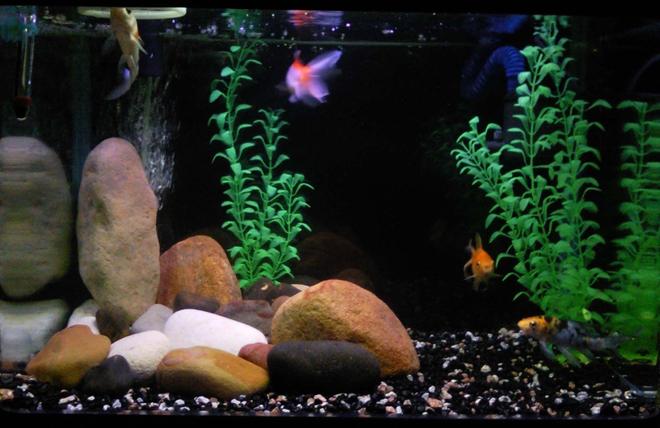 6 gallons freshwater fish tank (mostly fish and non-living decorations) - None