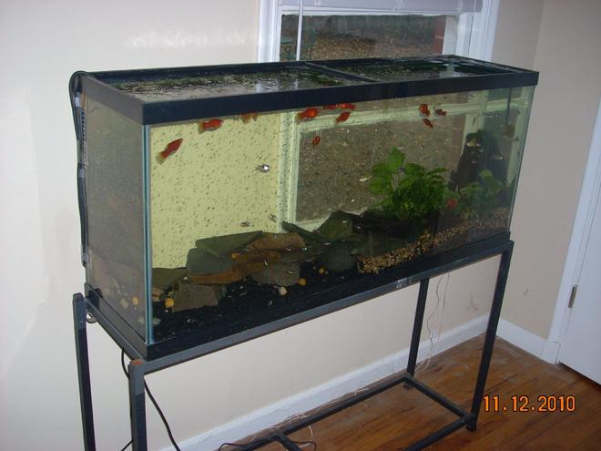 55 gallons planted tank (mostly live plants and fish) - all natural sunlight regulated by blinds & no filtration (regulated by water changes, snails & live plants); 400 watt heater; (2) flexible bubble wands with tubing & air pump (provides water agitation and current); Carib Sea Flora Max with First Layer Pure Laterite for plant side; deep river pebble gravel...wood/pebbles, stone, (live) plants plus natural sunlight creates the perfect ecosystem