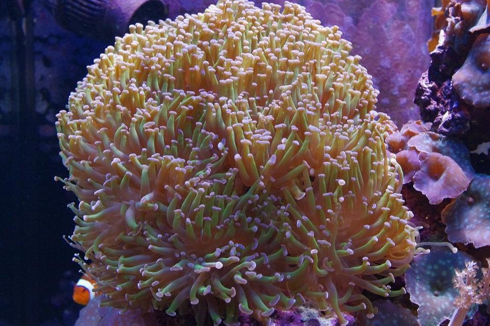 corals inverts - euphyllia paranchora - hammer / anchor coral, branching stocking in 140 gallons tank - Branching Torch Coral