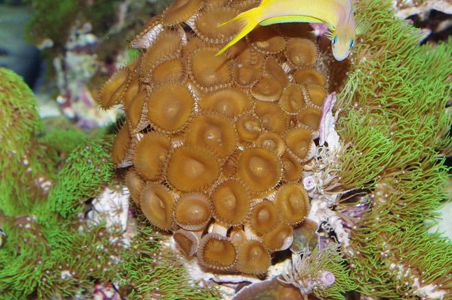 corals inverts - zoanthus sp. - colony polyp, assorted stocking in 140 gallons tank - Midas Blenny and Brown Zoo's