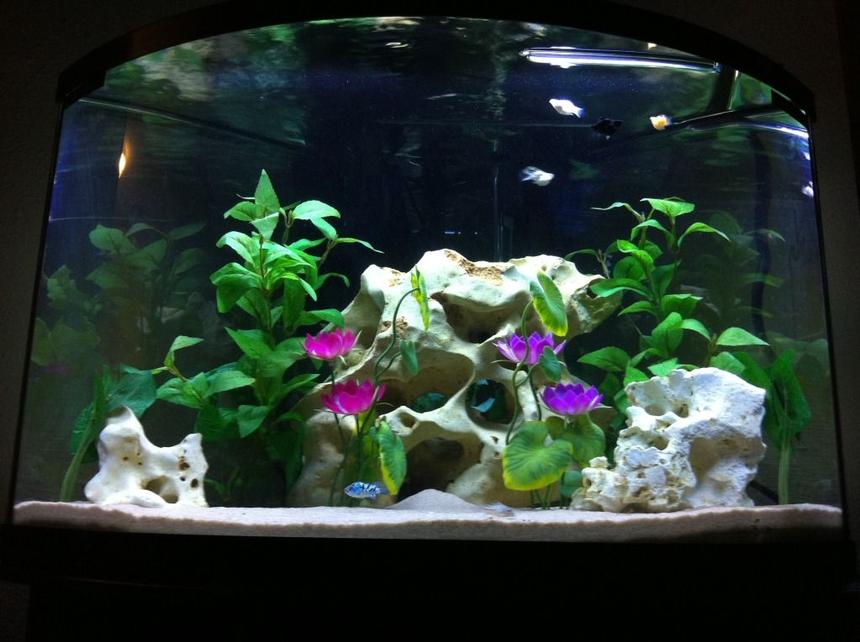 Rated #49: 40 Gallons Freshwater Fish Tank - Me and My GF's 40 Bow Corner Tank
