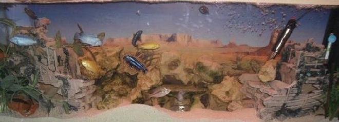 freshwater fish tank (mostly fish and non-living decorations) - malawi setup