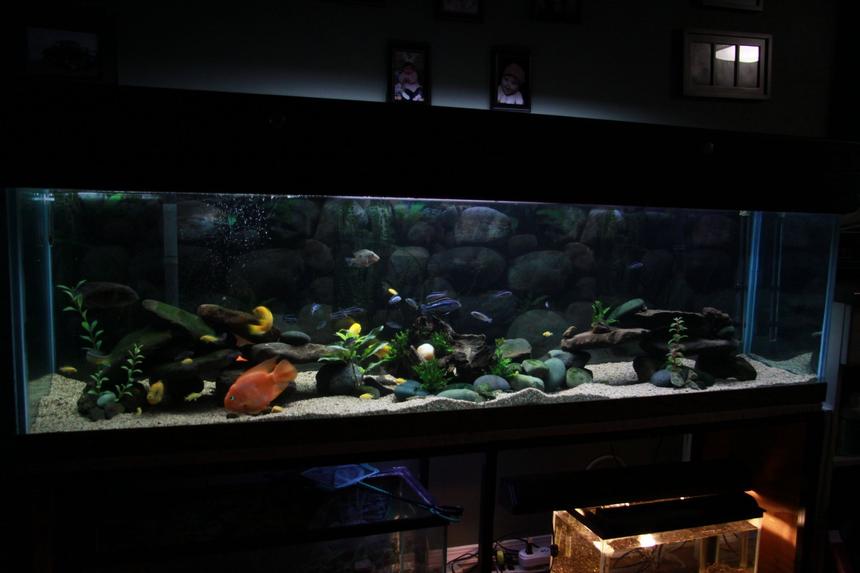Rated #107: 110 Gallons Freshwater Fish Tank - 110 Gallon, Assorted Malawi Cichlids.