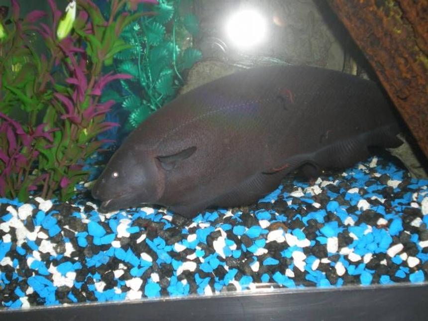 Rated #54: Freshwater Fish - Apteronotus Albifrons - Black Ghost Knifefish Stocking In 60 Gallons Tank - GhOST FISH!!!  12"