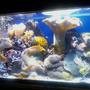 90 gallons reef tank (mostly live coral and fish) - Front view