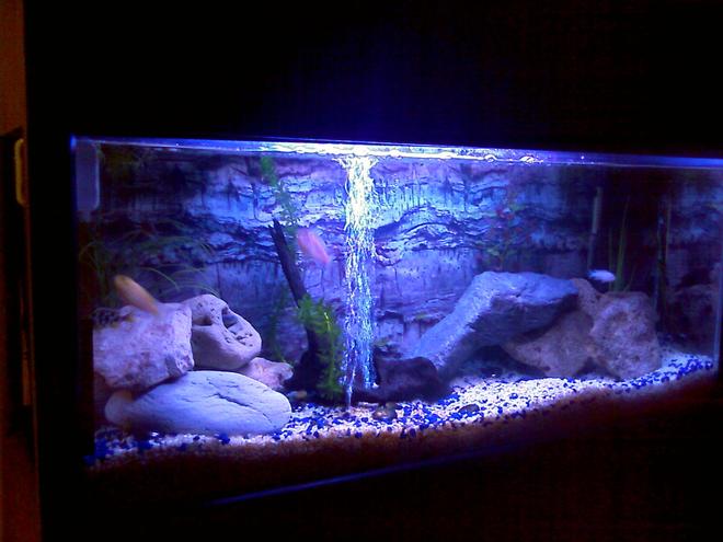 30 gallons freshwater fish tank (mostly fish and non-living decorations) - my little jewel
busy setting up 265 gal malawi tank
