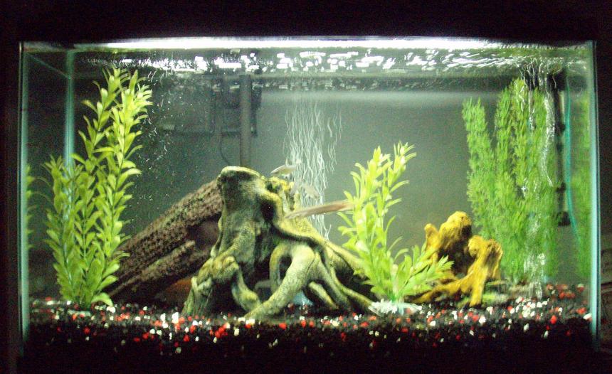 Rated #173: 29 Gallons Freshwater Fish Tank - 29 Gallon Tank with 1x8" Black Ghost Knife, 1x5" Senegal Bichir, 3x4" Bala Sharks
