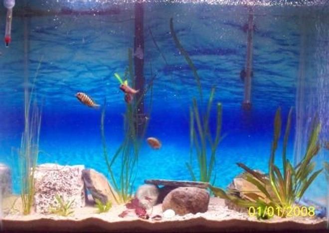 46 gallons freshwater fish tank (mostly fish and non-living decorations) - Tropheus Moorii and Eretmodus Tank 37 gallon