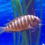 freshwater fish - tropheus moorii stocking in 46 gallons tank - Tropheus Moorii Red Chimba
