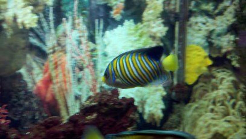 Rated #27: Saltwater Fish - Pygoplites Diacanthus - Regal Angelfish Stocking In 75 Gallons Tank - Regal Angel.....