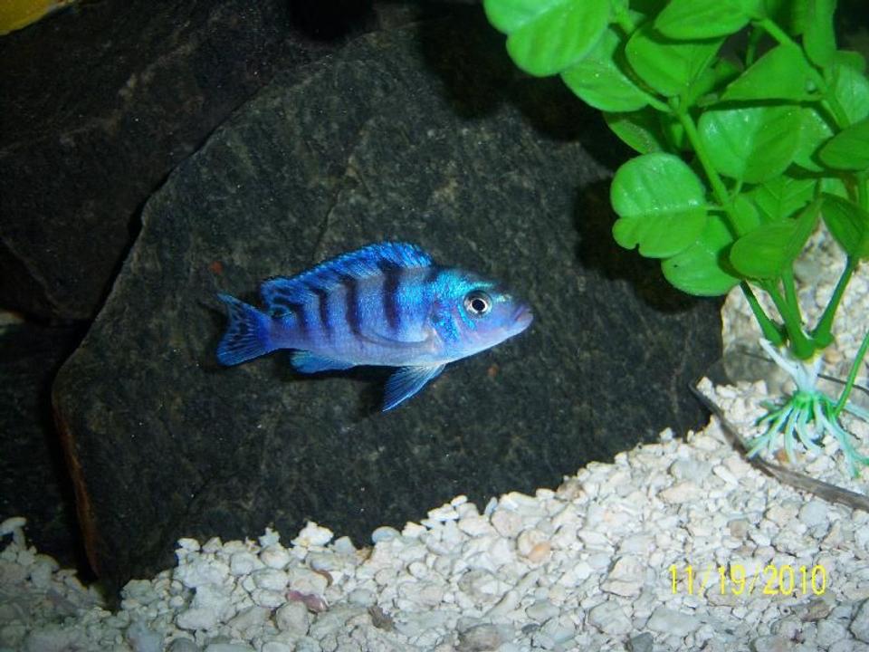 freshwater fish - metriaclima lombardoi - kenyi cichlid stocking in 55 gallons tank - Female Kenyi