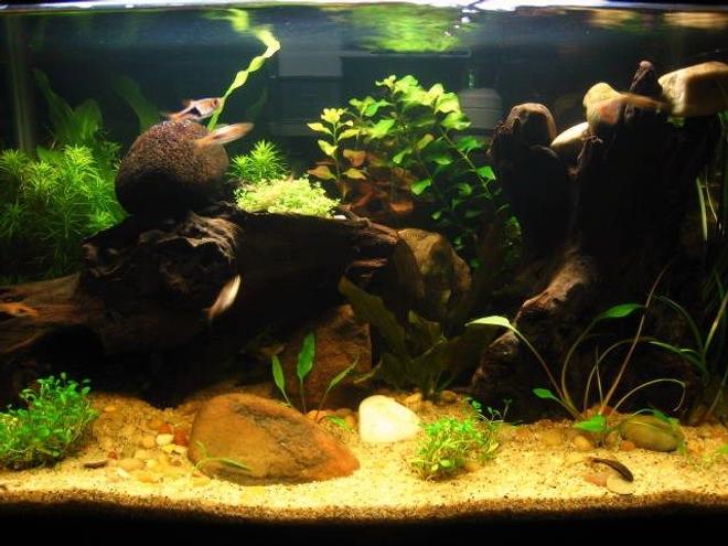10 gallons planted tank (mostly live plants and fish) - My first planted tank, 10 gallon, started November 2010. Excited for the plants to grow!