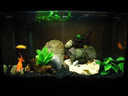 10 gallons planted tank (mostly live plants and fish) - My beloved seven year old goldfish. I finally managed to plant some live plants that he hasn\\\'t been able to dig up! His friends are three mollies, three rosy barbs, and one small but angry pleco. (this is 29 gallon, my profile probably says 10 because my main profile tank is 10)