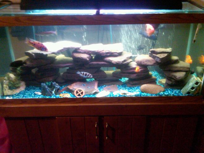 75 gallons freshwater fish tank (mostly fish and non-living decorations) - Most recent picture of my tank. Daytime lighting.