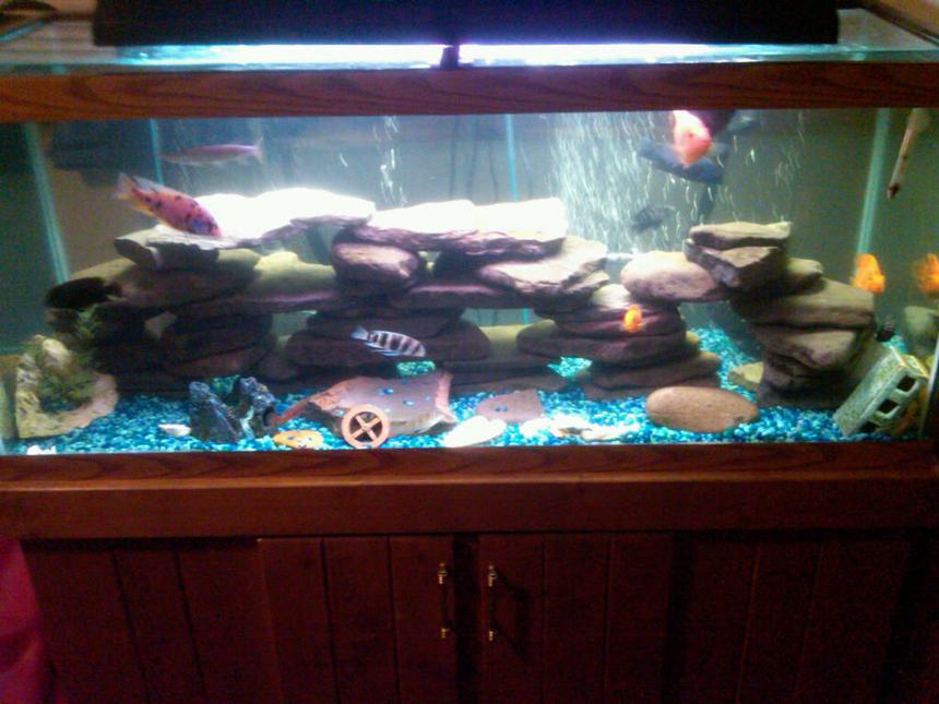 Rated #210: 75 Gallons Freshwater Fish Tank - Most recent picture of my tank. Daytime lighting.