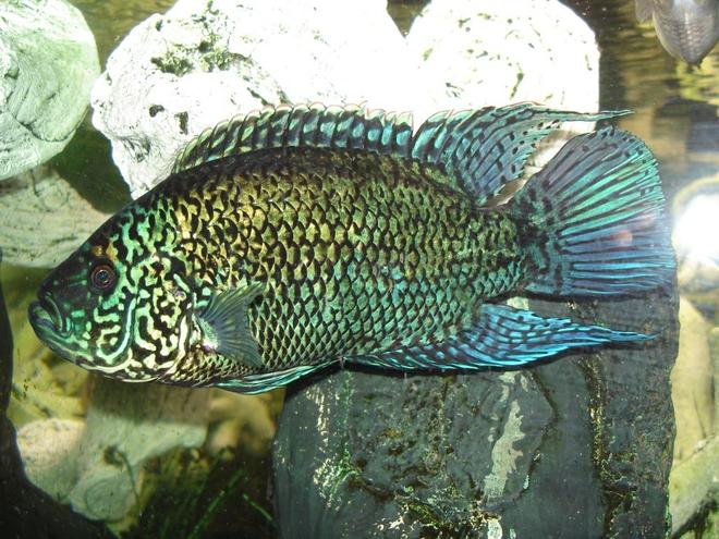 freshwater fish - nandopsis octofasciatum - electric blue jack dempsey stocking in 90 gallons tank - Nando - my 2 year old hand-fed 8 inch Male Electric Blue Jack Dempsey Cichlid who is so compatible with my Clown Loaches and Boesemans Rainbows. This fish has completed my aquarium and has exceeded my expectations.