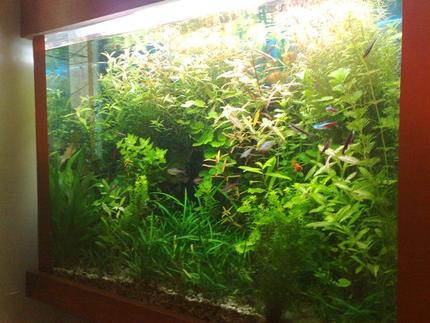 125 gallons planted tank (mostly live plants and fish) - Full View