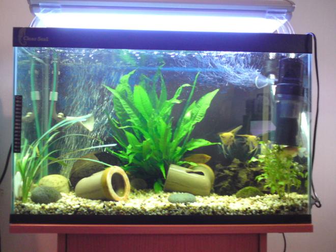 28 gallons planted tank (mostly live plants and fish) - sarah's tank