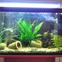 28 gallons planted tank (mostly live plants and fish) - sarah's tank
