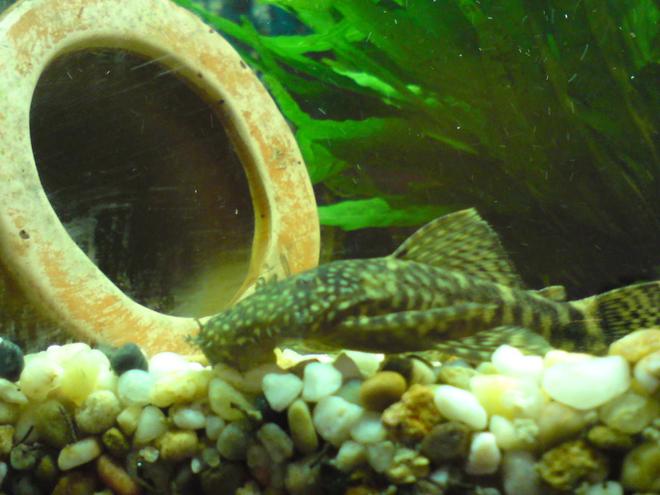 freshwater fish - glyptoperichthys gibbiceps - sailfin pleco (l-83) stocking in 28 gallons tank - sarahs tank