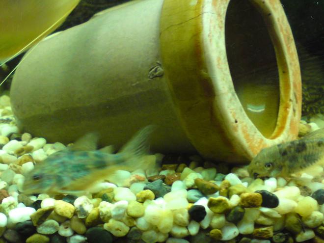 freshwater fish - corydoras sp. - spotted cory cat stocking in 28 gallons tank - sarahs tank
