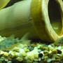 freshwater fish - corydoras sp. - spotted cory cat stocking in 28 gallons tank - sarahs tank