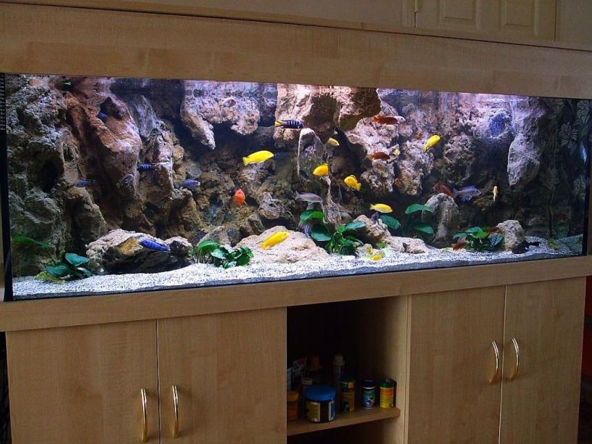 Rated #1: 180 Gallons Freshwater Fish Tank - My new setup of  Malawi cliff aquarium.