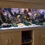 180 gallons freshwater fish tank (mostly fish and non-living decorations) - My new setup of Malawi cliff aquarium.