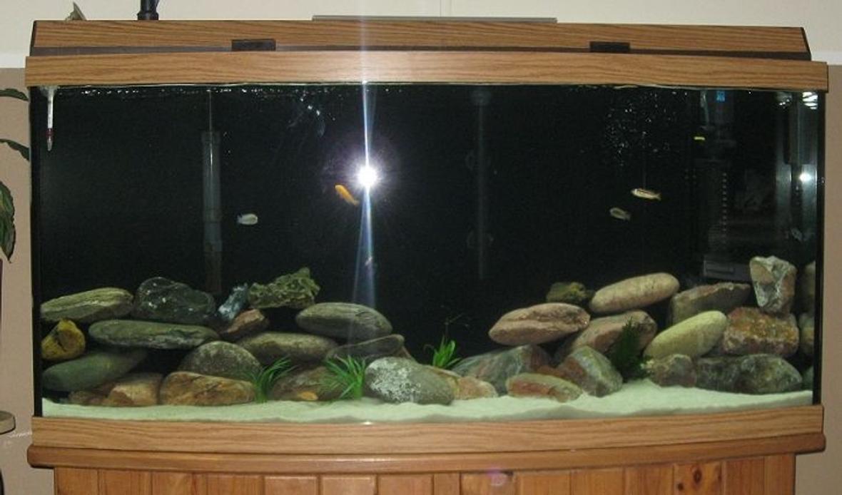 75 gallons freshwater fish tank (mostly fish and non-living decorations) - 75g Bowfront Mixed Cichlids