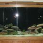 75 gallons freshwater fish tank (mostly fish and non-living decorations) - 75g Bowfront Mixed Cichlids