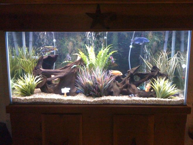 75 gallons freshwater fish tank (mostly fish and non-living decorations) - Bad pic take by iphone.  I will update it soon.