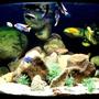 92 gallons freshwater fish tank (mostly fish and non-living decorations) - 92g Corner of Lake Malawi