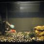 20 gallons freshwater fish tank (mostly fish and non-living decorations) - my 20 gal. fish tank.