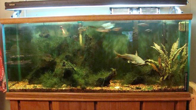 55 gallons planted tank (mostly live plants and fish) - 55 Gallon 2 cats one large one small, 2 fox face, 2 gourami. 1 minnow. 6 Barbs  most plants grew without me planting