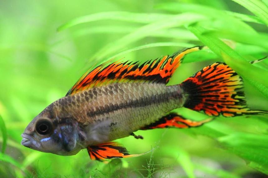 Rated #14: Freshwater Fish - Apistogramma Cacatuoides - Double Full Red Cockatoo Cichlid Stocking In 40 Gallons Tank - Apistogramma Cacatuoides Double Red