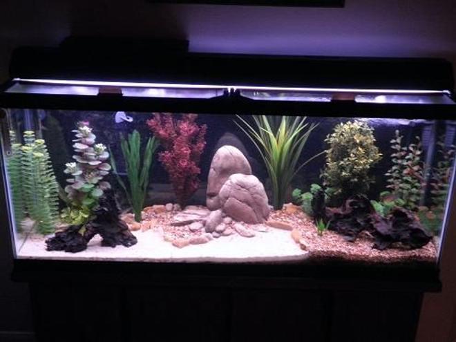 55 gallons freshwater fish tank (mostly fish and non-living decorations) - 55 gallon freshwater community tank