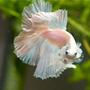 freshwater fish - betta splendens - halfmoon betta stocking in 50 gallons tank - opaque halfmoon betta Mr. Dzi