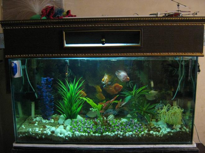 90 gallons freshwater fish tank (mostly fish and non-living decorations) - t1