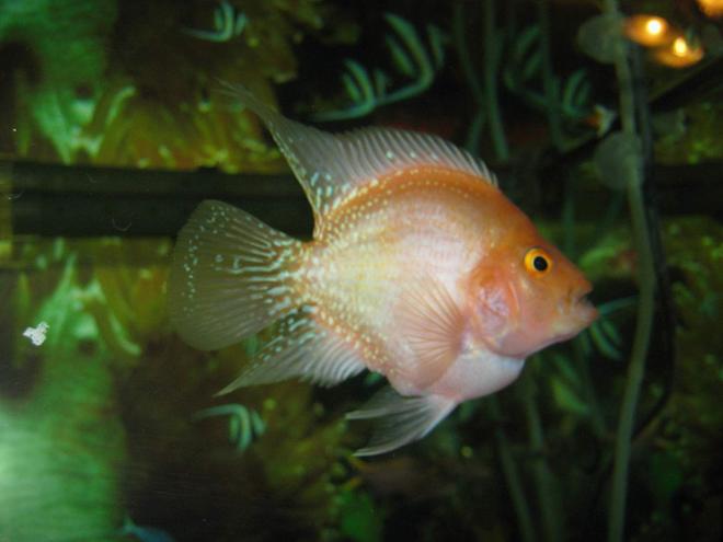 freshwater fish - cichlasoma sp. - flower horn cichlid stocking in 90 gallons tank - flower horn