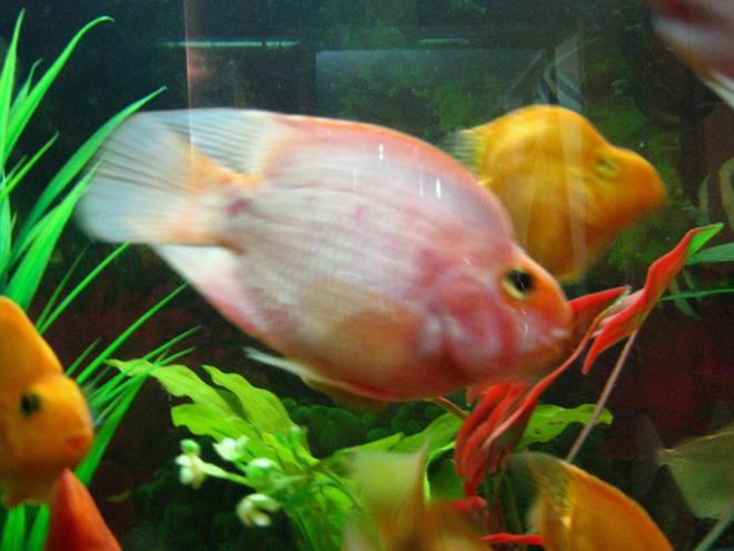 freshwater fish - heros severus x amphilophus citrinellum - blood parrot stocking in 90 gallons tank - parrots 3