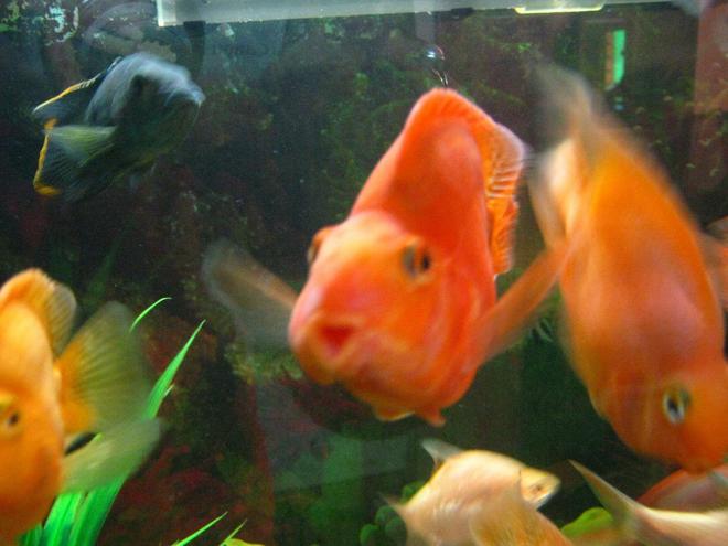 freshwater fish - heros severus x amphilophus citrinellum - blood parrot stocking in 90 gallons tank - parrots7