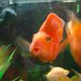 freshwater fish - heros severus x amphilophus citrinellum - blood parrot stocking in 90 gallons tank - parrots7